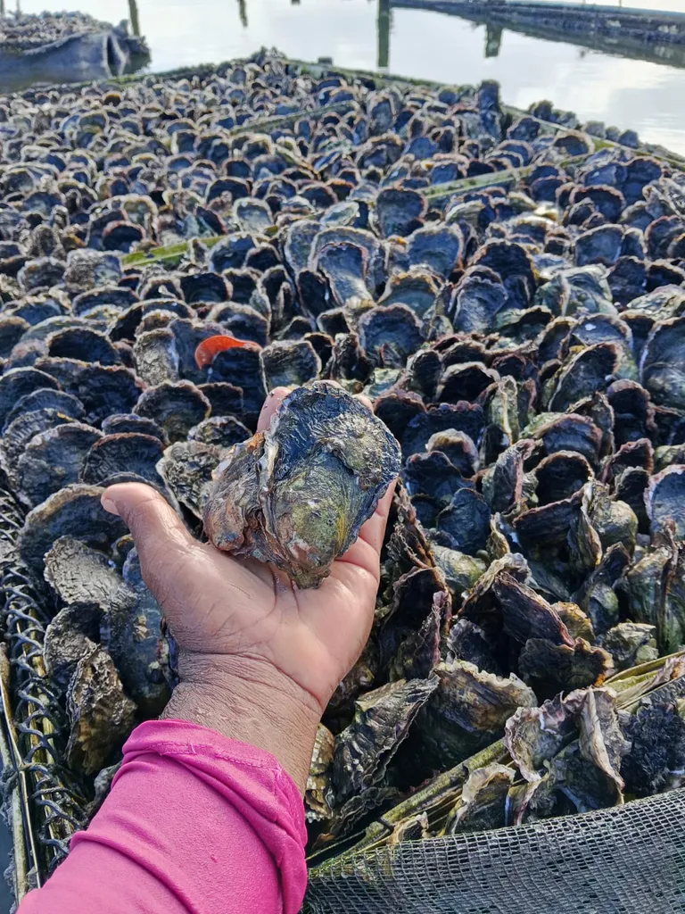 Mão segurando uma ostra adulta acima dos tabuleiros de cultivo, com o viveiro e a água ao fundo.