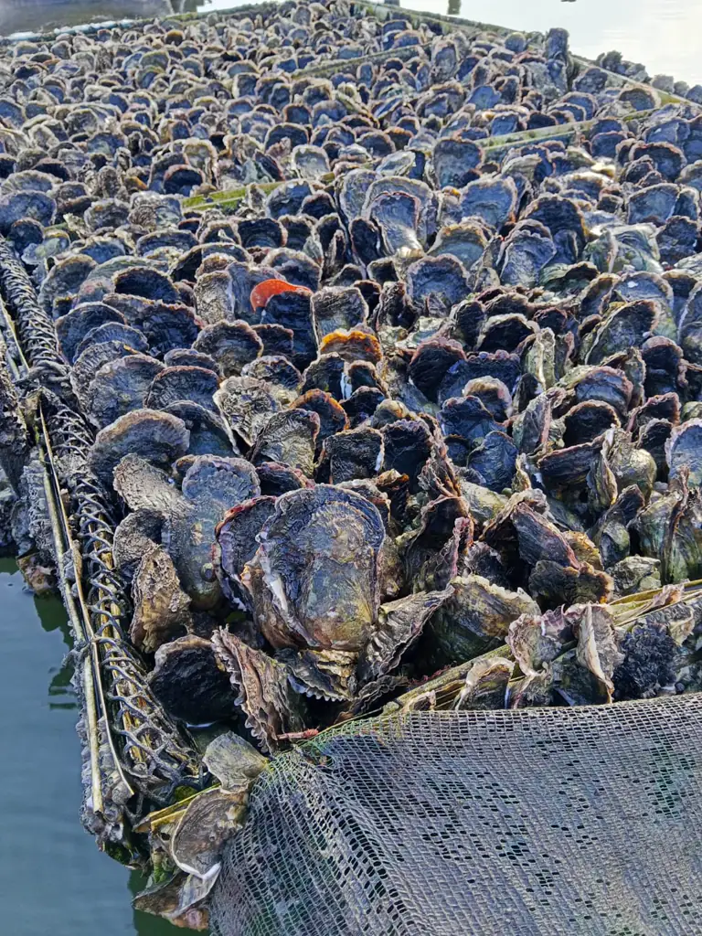 Tabuleiros de cultivo cheios de ostras sobre a água do viveiro, com a malha de contenção e o estuário ao fundo.