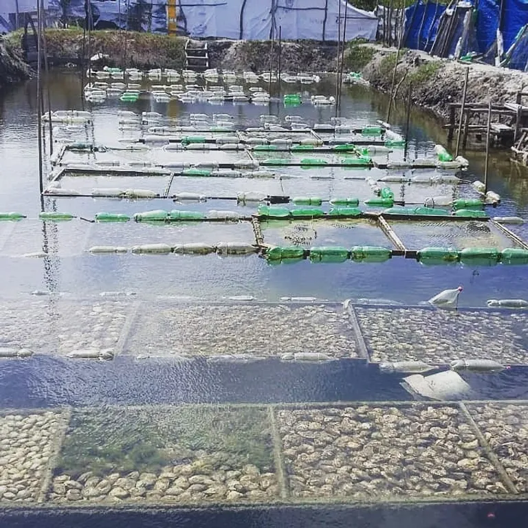 Viveiro de ostras em Itapissuma: mesas de cultivo flutuando sobre garrafas usadas como boias, com tabuleiros de ostras submersos em primeiro plano e a margem do estuário ao fundo.