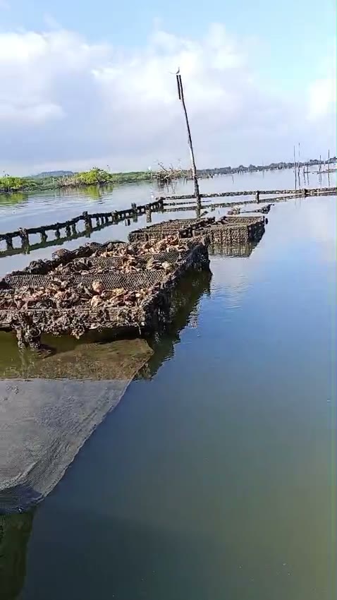 Vídeo do viveiro em Itapissuma: mesas de cultivo enfileiradas na água do estuário, com a linha de mangue ao fundo.